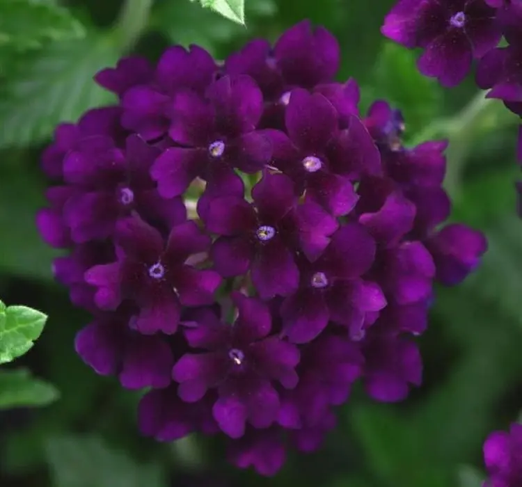 Mine Sarkan Antik Purble Renk - Saksılık 10 Tohum