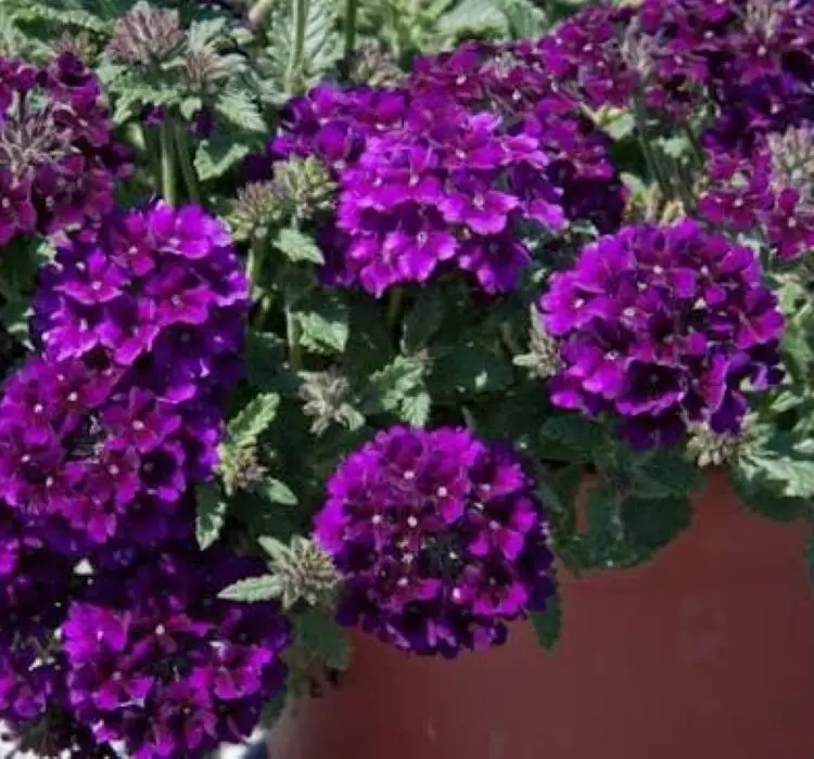 Mine Sarkan Antik Purble Renk - Saksılık 10 Tohum