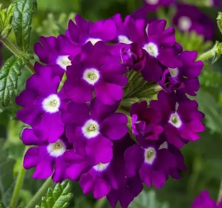 Mine Sarkan Antik Violet Renk - Saksılık 10 Tohum