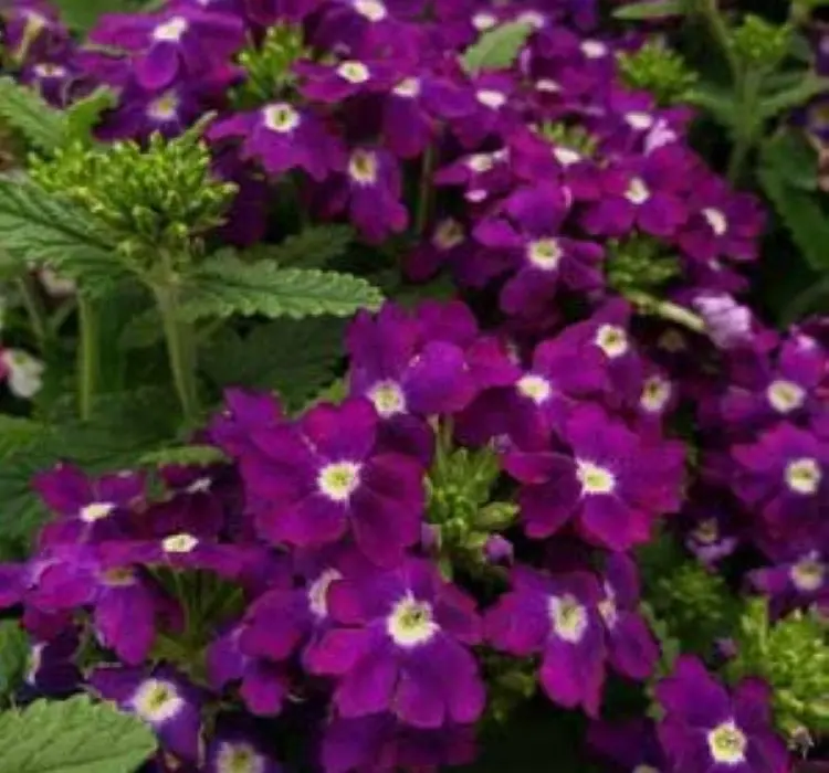Mine Sarkan Antik Violet Renk - Saksılık 10 Tohum