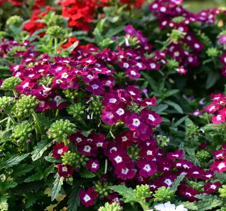 Mine Sarkan Antik Violet Renk - Saksılık 10 Tohum