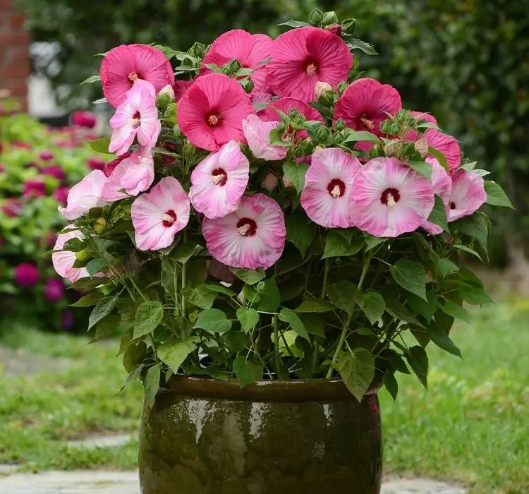 Japon Gülü Hibiscus Karışık Renk - Saksılık 5 Tohum