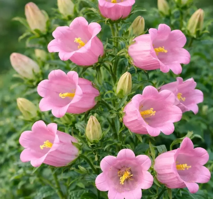 Çan Çiçeği Mini Seri Pembe Renk - Saksılık 10 Tohum