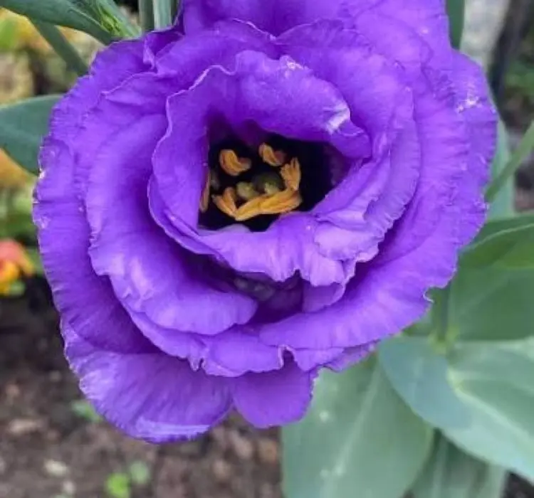 Lisianthus Katmerli Seri Mavi Renk - Saksılık 5 Tohum