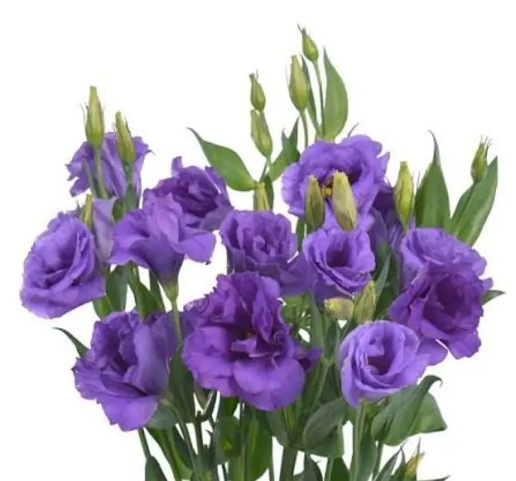 Lisianthus Katmerli Seri Mavi Renk - Saksılık 5 Tohum