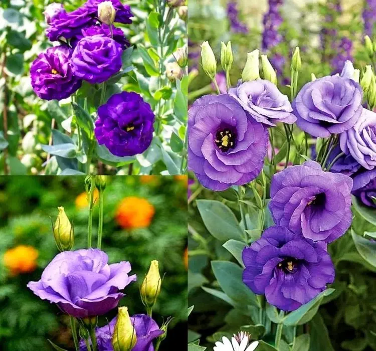 Lisianthus Katmerli Seri Mavi Renk - Saksılık 5 Tohum