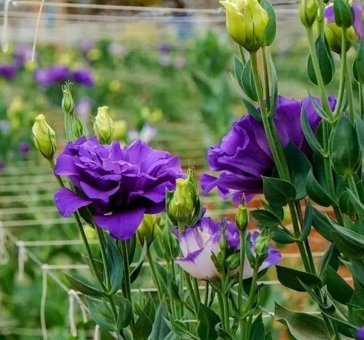 Lisianthus Katmerli Seri Mavi Renk - Saksılık 5 Tohum
