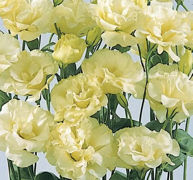 Lisianthus Katmerli Seri Açık Sarı Renk - Saksılık 5 Tohum