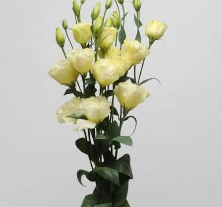 Lisianthus Katmerli Seri Açık Sarı Renk - Saksılık 5 Tohum