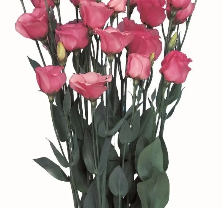 Lisianthus Katmerli Seri Pembe Renk - Saksılık 5 Tohum