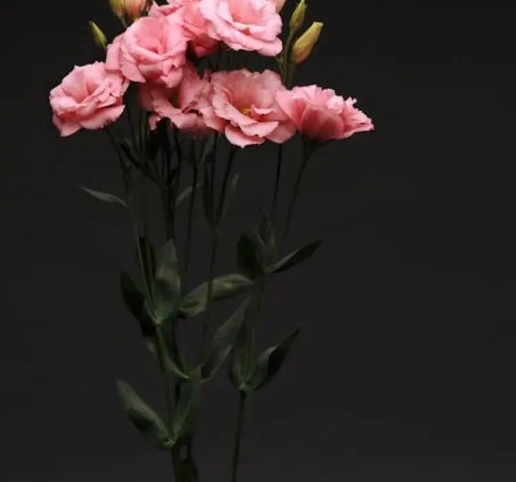 Lisianthus Katmerli Seri Pembe Renk - Saksılık 5 Tohum