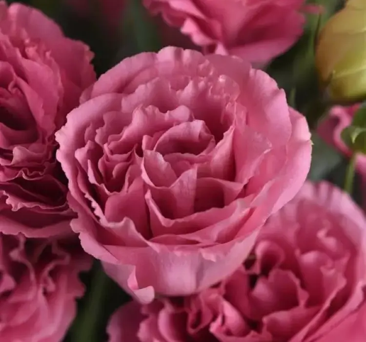 Lisianthus Katmerli Seri Pembe Renk - Saksılık 5 Tohum