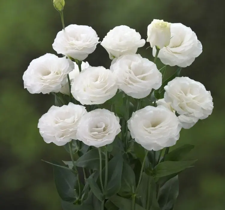 Lisianthus Katmerli Seri Beyaz Renk - Saksılık 5 Tohum