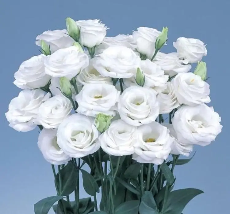 Lisianthus Katmerli Seri Beyaz Renk - Saksılık 5 Tohum