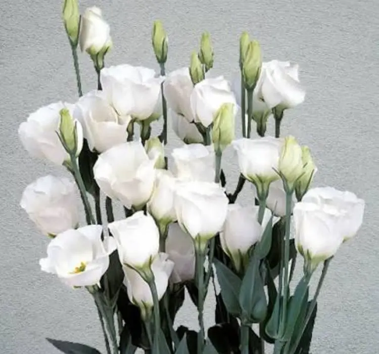 Lisianthus Katmerli Seri Beyaz Renk - Saksılık 5 Tohum