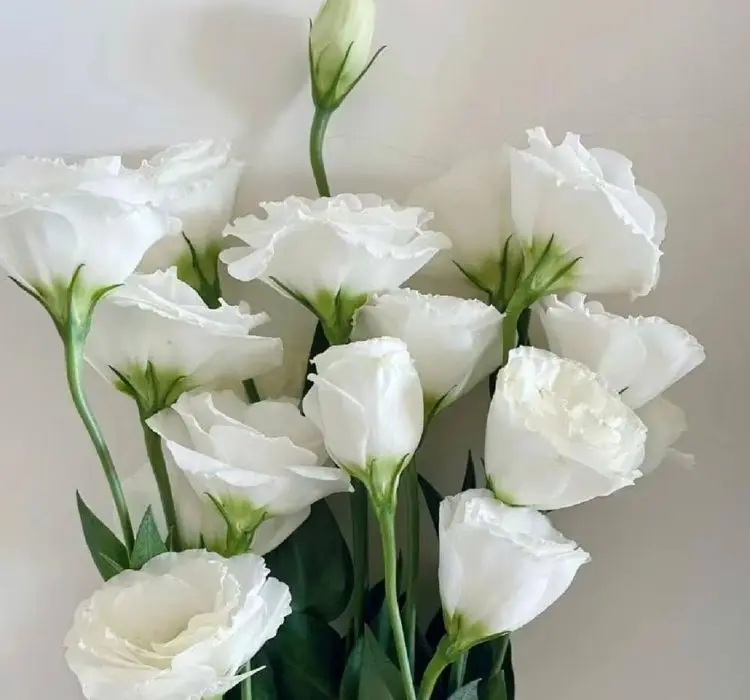 Lisianthus Katmerli Seri Beyaz Renk - Saksılık 5 Tohum