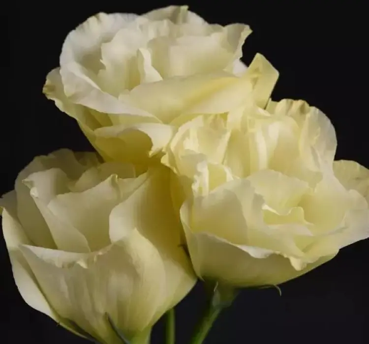 Lisianthus Katmerli Seri Sarı Renk - Saksılık 5 Tohum