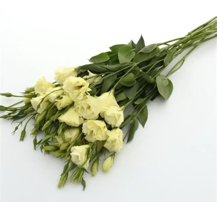 Lisianthus Katmerli Seri Sarı Renk - Saksılık 5 Tohum