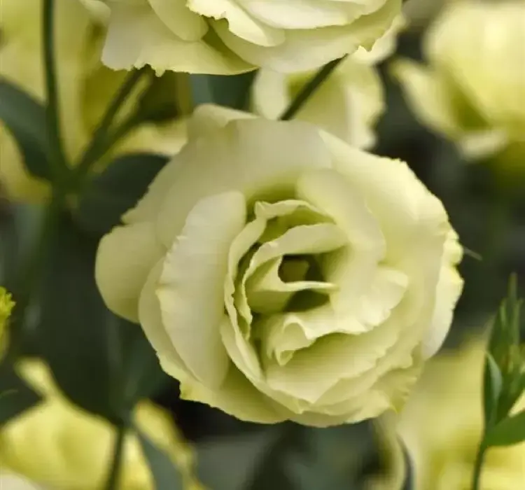 Lisianthus Katmerli Seri Sarı Renk - Saksılık 5 Tohum