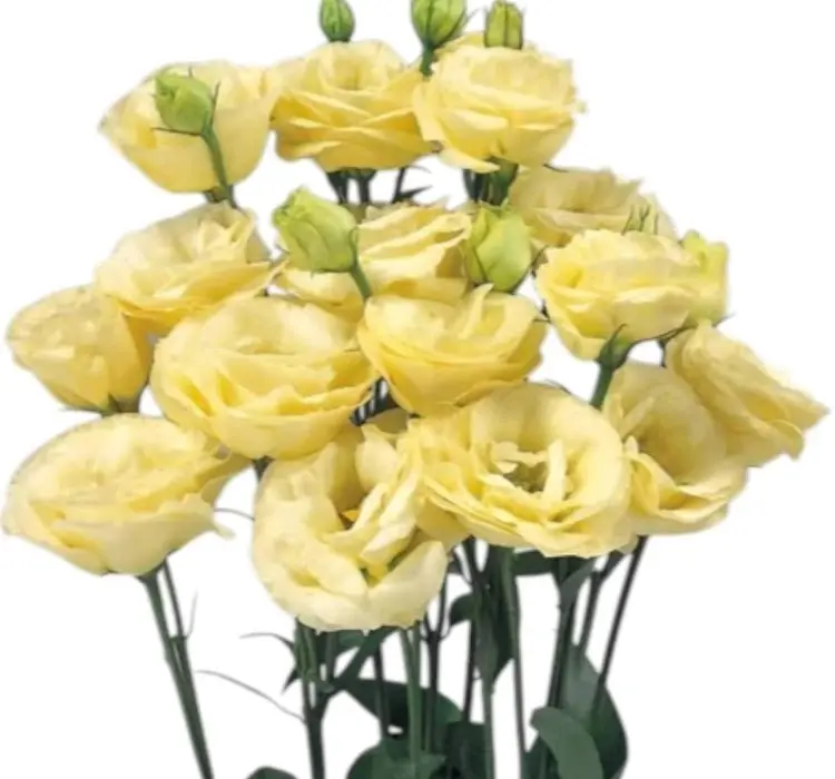 Lisianthus Katmerli Seri Sarı Renk - Saksılık 5 Tohum