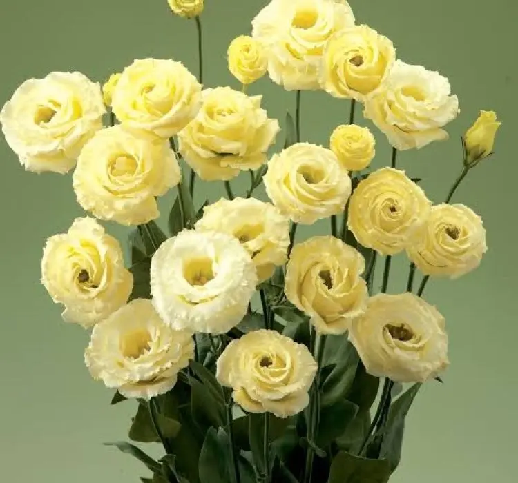 Lisianthus Katmerli Seri Sarı Renk - Saksılık 5 Tohum
