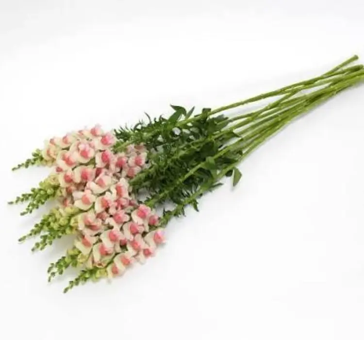 AslanAğzı Uzun Antik Seri Appleblossom Renk - Saksılık 10 Tohum
