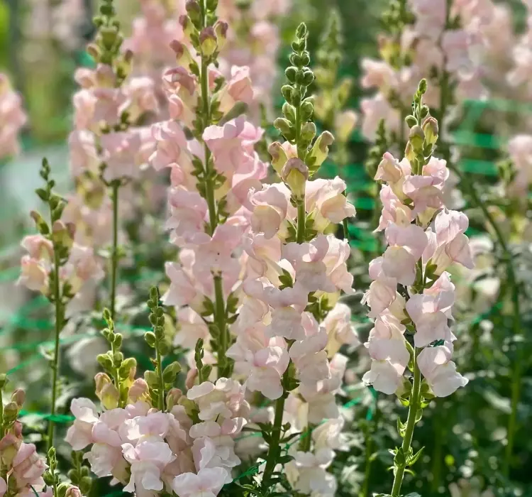 AslanAğzı Uzun Antik Seri Appleblossom Renk - Saksılık 10 Tohum