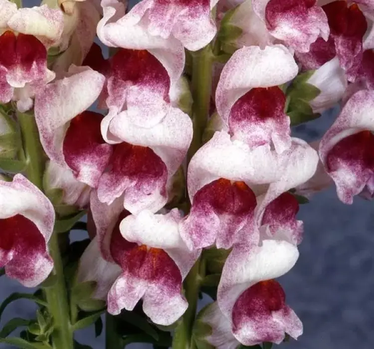 AslanAğzı Uzun Antik Seri Plumblossom Renk - Saksılık 10 Tohum