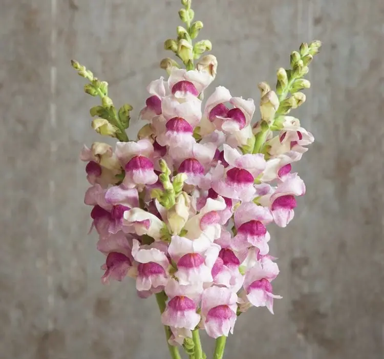 AslanAğzı Uzun Antik Seri Plumblossom Renk - Saksılık 10 Tohum