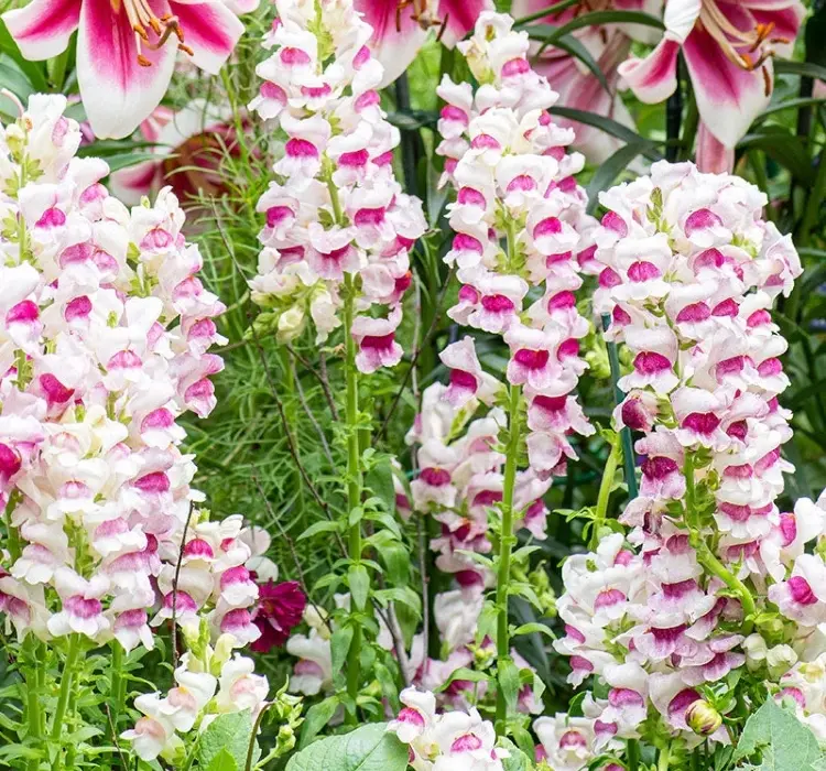 AslanAğzı Uzun Antik Seri Plumblossom Renk - Saksılık 10 Tohum
