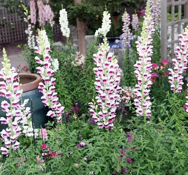 AslanAğzı Uzun Antik Seri Plumblossom Renk - Saksılık 10 Tohum