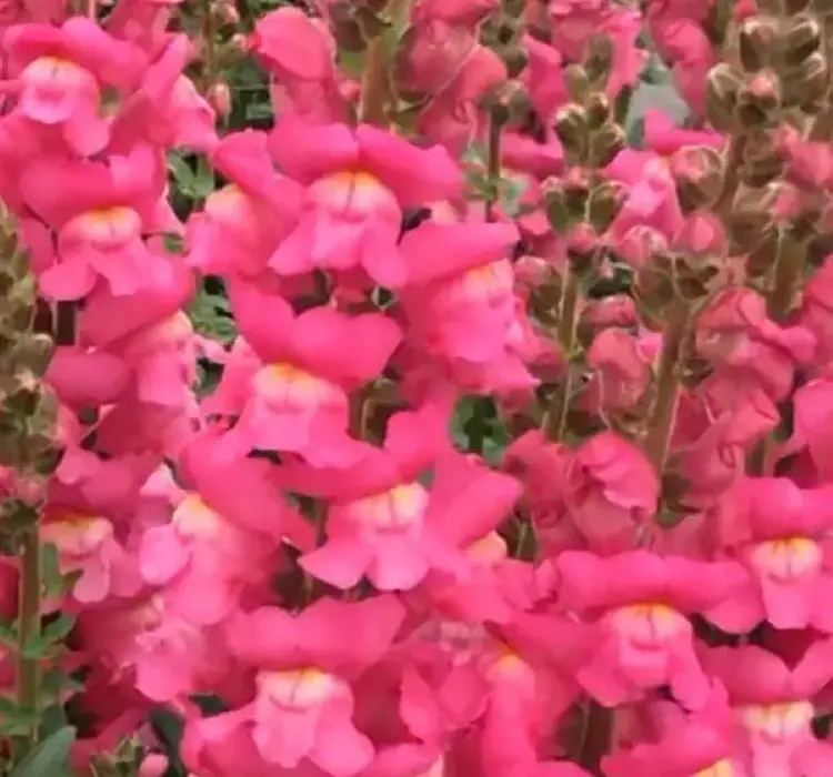 AslanAğzı Uzun Antik Seri Rose Renk - Saksılık 10 Tohum