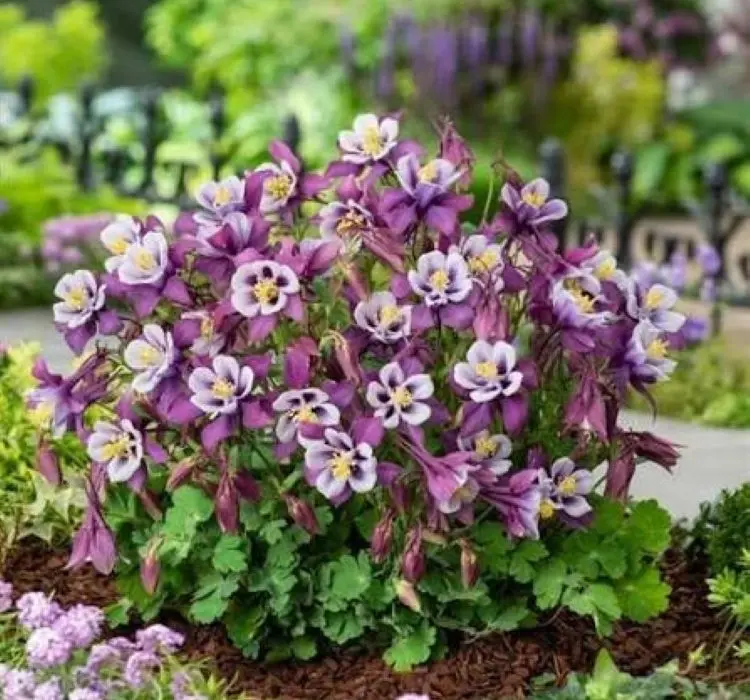 Haseki Küpesi Antik Seri Purple Beyaz Renk - Saksılık 5 Tohum