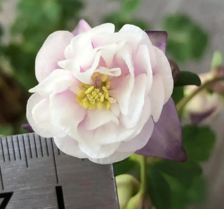 Haseki Küpesi Katlı Antik Seri Rose Renk - Saksılık 5 Tohum