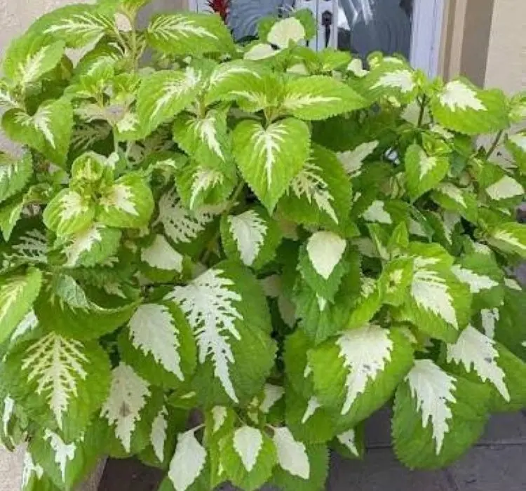 Yaprak Güzeli Tohumu Green Halo  - Büyük Boy 5 Tohum