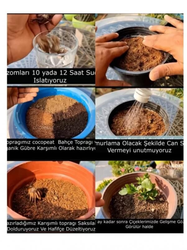 Karışık Şakayık Çiçeği Yumrusu ( 1 Kök )