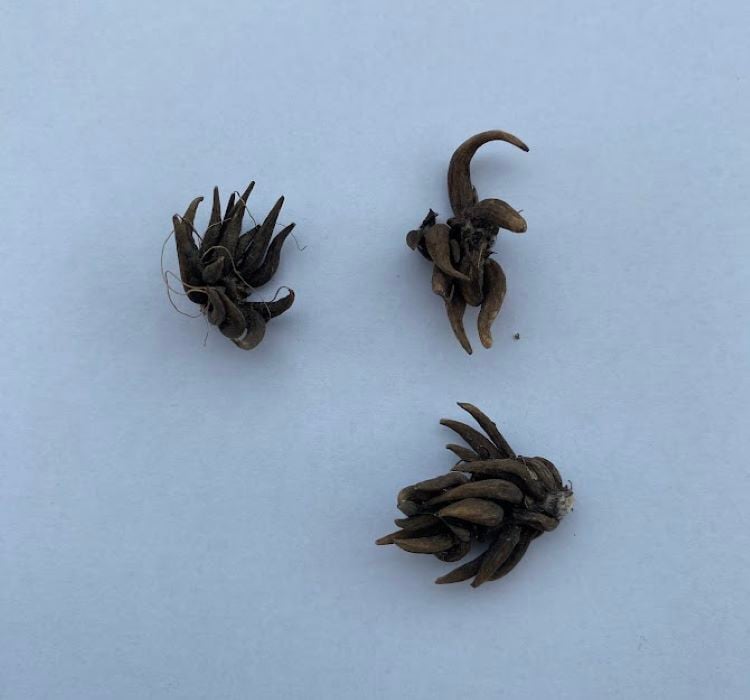 Karışık Şakayık Çiçeği Yumrusu ( 1 Kök )
